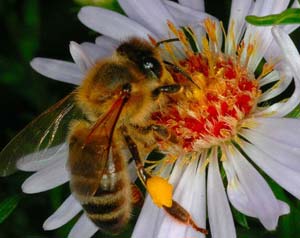 Giải mã cuộc sống bí ẩn của ong mật