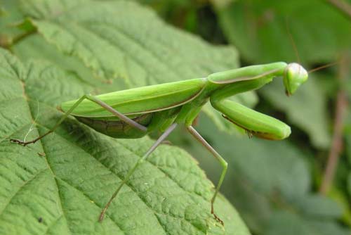 Bọ ngựa - Mantis religiosa