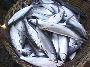 Kỹ thuật nuôi cá măng