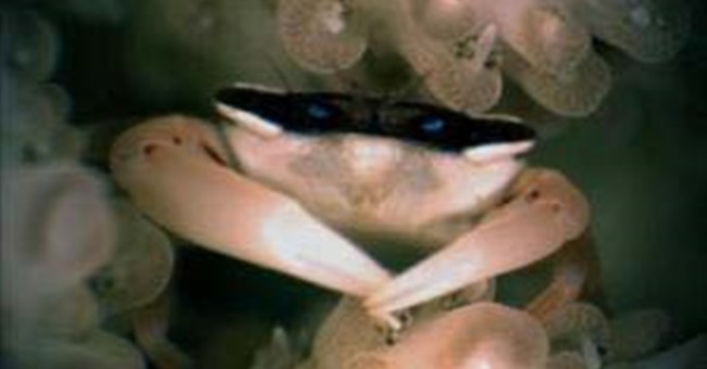 Hữu ích của loài cua trapeziid: “dọn dẹp nhà cửa” cho san hô.