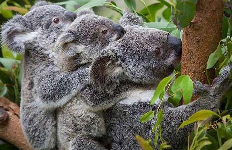 Koala ra đời bằng phương pháp thụ tinh nhân tạo mới