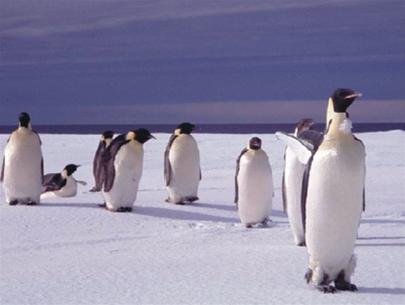 Vì sao chim cánh cụt đi lạch bạch?
