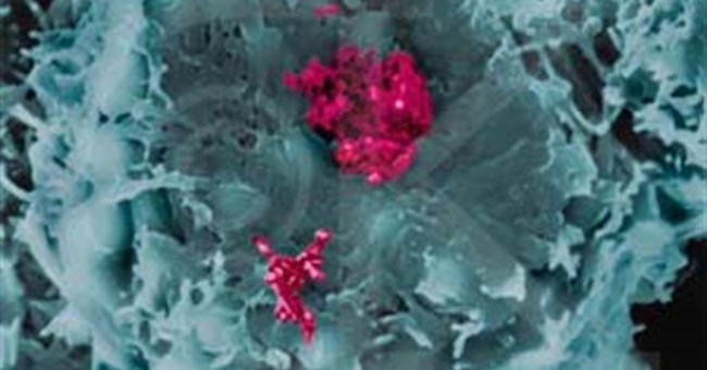 Tái tạo virus từ genom người.