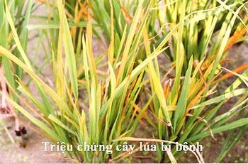 Bệnh vi-rút vàng lùn, lùn xoăn lá trên lúa: Bệnh mới...