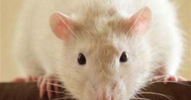 Muốn sống lâu hơn, hãy giảm thân nhiệt xuống