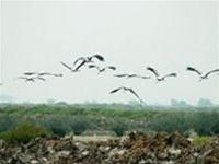 VN: đề cử ít nhất 5 khu Ramsar mới trước năm 2008