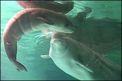 Cá voi đầu tiên ra đời trong điều kiện nuôi nhốt