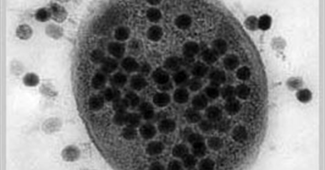 Hàng trăm nghìn loài thể thực khuẩn: Có mặt trong các đại dương trên thế giới.