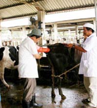 Đồng Nai: Nghiên cứu ứng dụng kỹ thuật cấy truyền phôi động vật trong việc nhân giống bò thịt, bò sữa cao sản