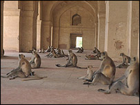 Ấn Độ “đau đầu” với nạn khỉ hoang