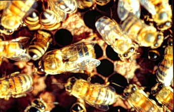 Ong mật điều hòa nhiệt độ trong tổ ra sao?