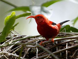 Chim có thể tuyệt chủng vì hiệu ứng nhà kính