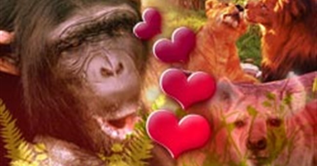 Trò chơi tình dục trong thế giới động vật