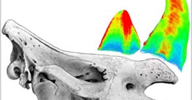 Các nhà khoa học giải đáp câu đố bí ẩn về sừng tê giác