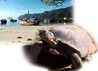 Việt Nam: Theo dõi rùa biển bằng vệ tinh