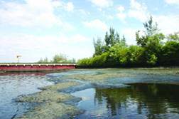 Sông Thị Vải bị ô nhiễm nặng