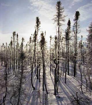 Tuyết bao phủ mặt đất tại khu rừng ở Donnelly Flats, Alaska, sau vụ cháy năm 1999. 