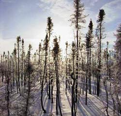 Cháy rừng làm giảm nhiệt độ bán cầu Bắc
