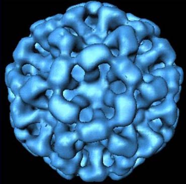 Hàng trăm hành khách nhiễm noro-virus trên du thuyền