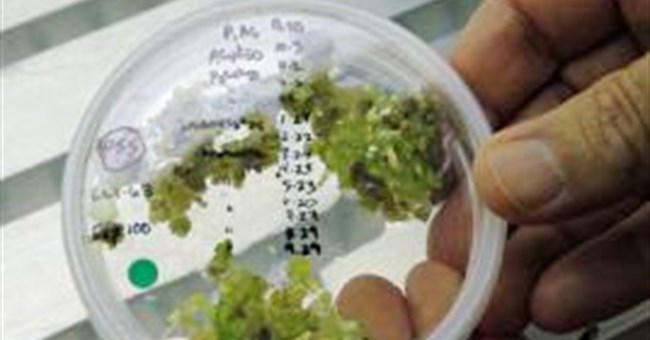 Một khám phá có thể tạo ra protein để làm thức ăn cho hàng triệu người.