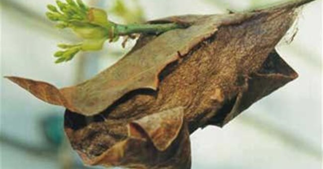 Vì sao kén của côn trùng bám rất chắc?