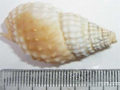 Loài ốc bùn Nassarius papillosus 