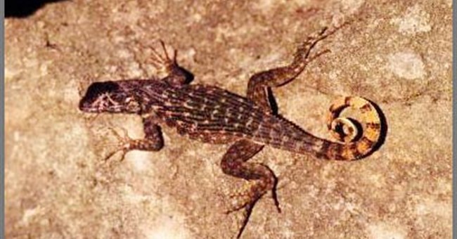 Chân ngắn có lợi cho việc leo trèo