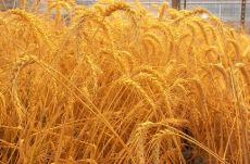 Khôi phục gien quý từ lúa mì dại