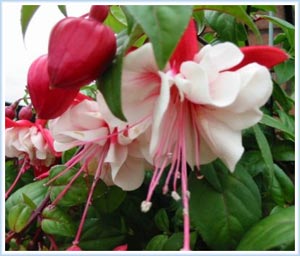 Hoa lồng đèn - Fuchsia