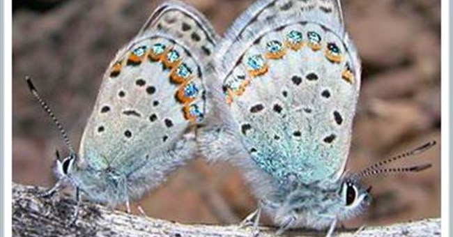 Hai loài bướm biến thành một