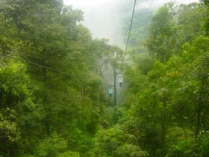 Nhiều loại cây ở rừng mưa nhiệt đới có thể liên kết phát tán hạt giống