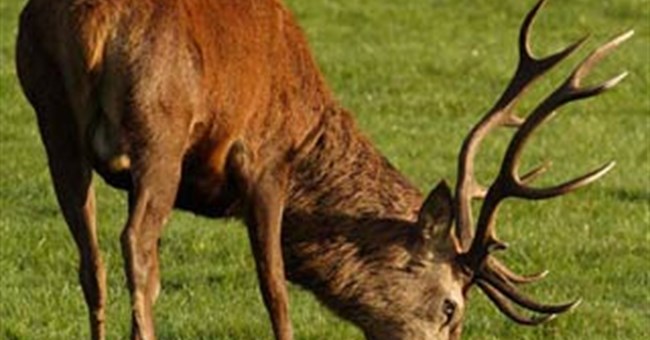 Càng sung mãn, càng dễ sinh con trai