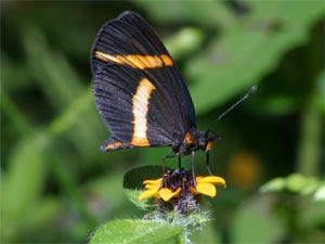Khu bảo tồn bươm bướm tại Mexico