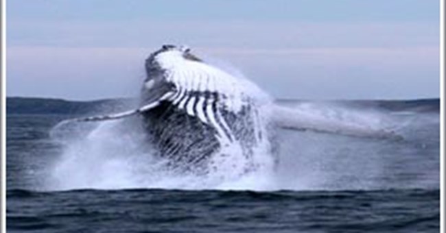 Não cá voi có một phần giống như của con người