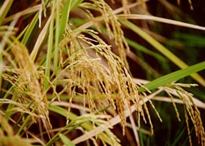 Giống lúa mới chịu lụt có thể giúp nông dân và môi trường