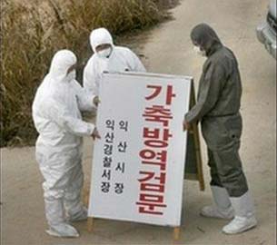 Hàn Quốc phát hiện ổ cúm gia cầm thứ ba