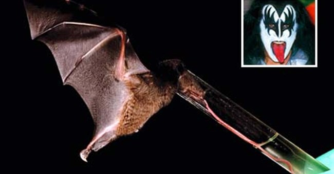 Phát hiện loài dơi có chiếc lưỡi dài kỷ lục