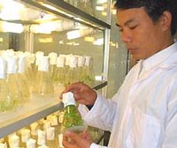 200 giống cây trồng nhân tạo 'made in Vietnam'