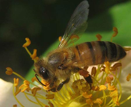Tại sao ong ăn thịt đồng loại?