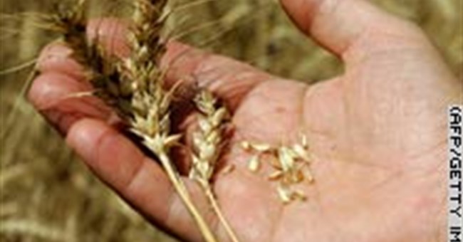 Gien giúp cho lúa mì có nhiều chất dinh dưỡng hơn