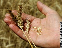 Gien giúp cho lúa mì có nhiều chất dinh dưỡng hơn