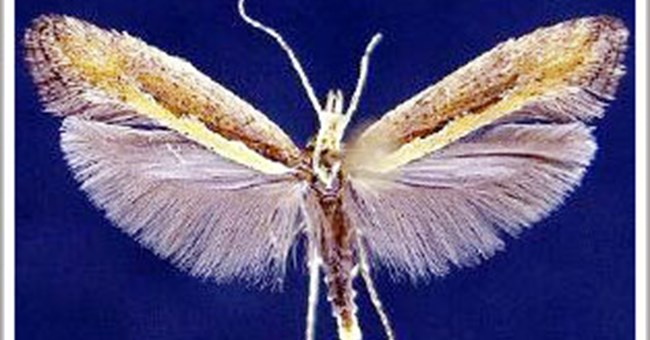 Một loại bướm mới có thể kháng lại cây có chứa Selenium