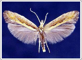 Loài bướm đêm Plutella xylostella