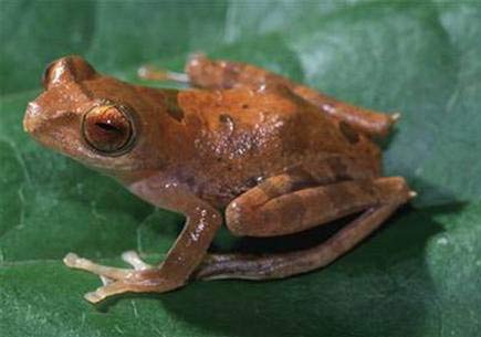 WWF: Phát hiện 52 loài mới ở Borneo