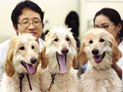 Hàn Quốc tiếp tục nhân bản thành công chó