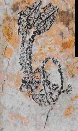Phát hiện hoá thạch thằn lằn 2 đầu ở Trung Quốc