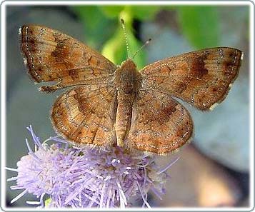 Một con bướm Metalmark.