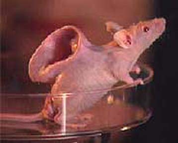 Chuột mang tai người