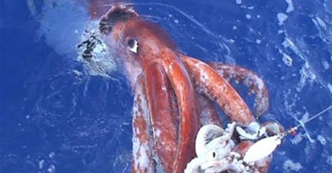 Nhật Bản: Công bố đoạn phim về con mực khổng lồ
