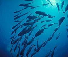 Năm 2009: Nguồn cá ngừ có thể giảm 37% do Trái đất ấm lên